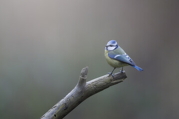 Eurasian Blue Tit, Cyanistes,caeruleus