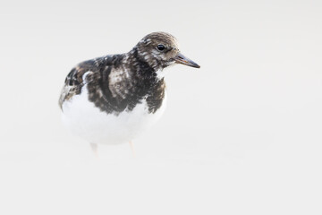 Ruddy turnstone - Wading bird - Arenaria interpres