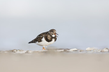 Ruddy turnstone - Wading bird - Arenaria interpres