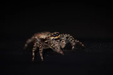 Foto op Plexiglas Beautiful jumping spider (Marpissa muscosa) - dark background - Schorsmarpissa © Nathalie