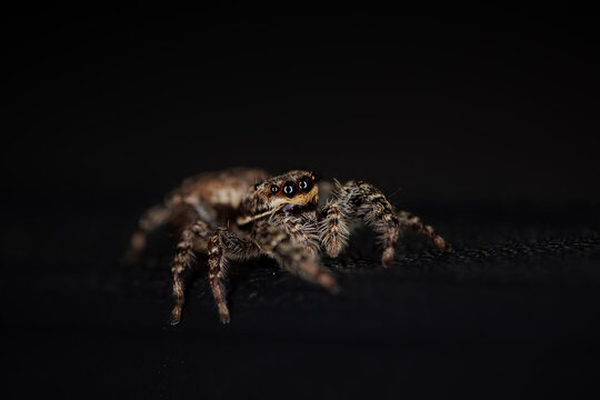 Beautiful jumping spider (Marpissa muscosa) - dark background - Schorsmarpissa