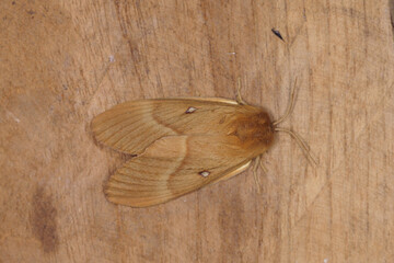 Oak eggar - Lasiocampa quercus - Hageheld