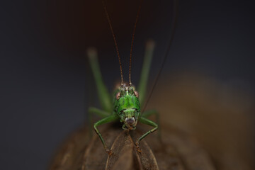 Portrait of a long-winged conehead - Conocephalus fuscus - Zuidelijk spitskopje