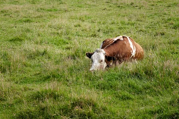 Foto op Plexiglas Koe in weiland    Cow in meadow © Holland-PhotostockNL