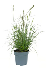 Graminée en pot