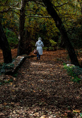 Fototapeta premium Unrecognised woman walking in the forest in autumn. Falling maple leaves on the ground. Fall season
