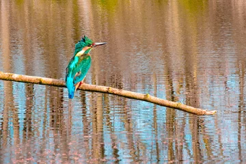 Foto auf Acrylglas Kingfisher    IJsvogel © Holland-PhotostockNL