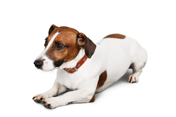 Jack Russell Terrier Lying  Down on the Ground