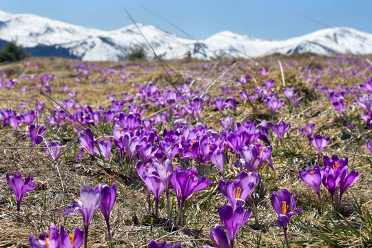 Spring landscape of flowers violet crocuses ( Crocus heuffelianus ) on glade on background mountains covered of snow. Carpathian mountains