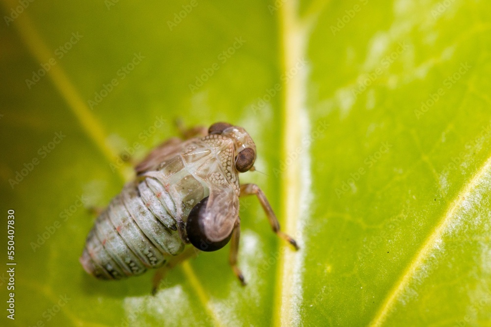 Canvas Prints Macro shot of a insect on a blurred background of green leaves