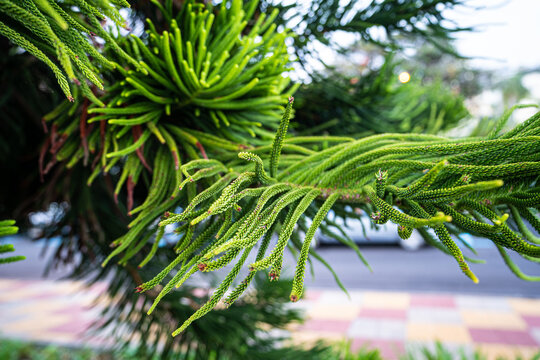 A variety of colorful flora on the island of Madeira.