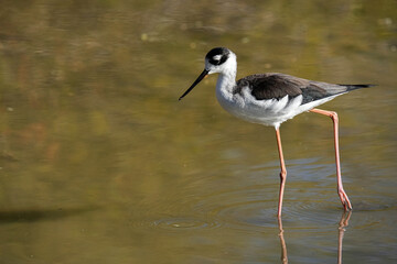 Black-necked Stilt