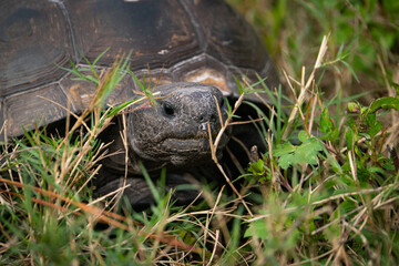 Gopher Turtle