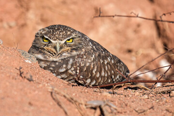 Burrowing Owl - Arizona