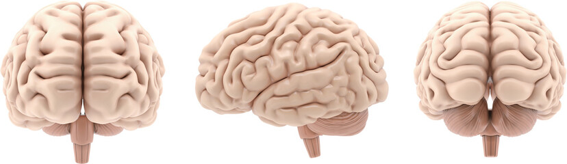 Human brain, 3d visualization isolated on a transparent background
