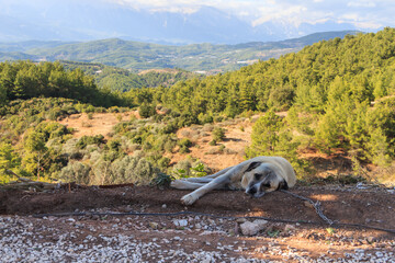 A sad dog chained to a chain lies on a hillside against the backdrop of mountains