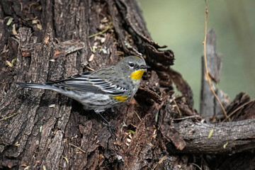 Yellow-throated Warbler