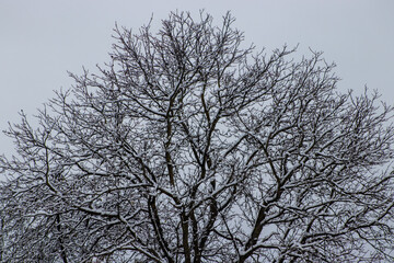White snow covered tree branches. First snow concept. Winter outdoor in forest landscape.