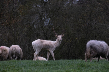 Naklejka na ściany i meble White stag deer in a field with sheep