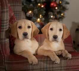 golden retriever puppies