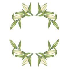 Oriental hybrid lilies. White Lily buds and green leaves. Watercolor bouquets. Artistic illustration on a white background.
