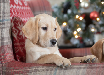 yellow labrador puppy