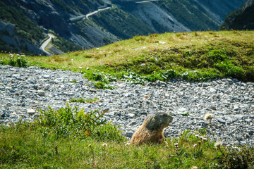 Fototapeta premium The closeup of the shy marmot observing the roads climbing to the famous Stelvio Pass in Italy. 