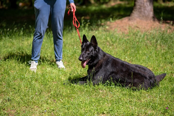 Black German Shepherd lies on the grass next to the owner