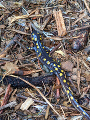 lizard in the forest