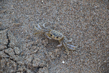 Species of crab known on the coast of Brazil as Maria Farinha.