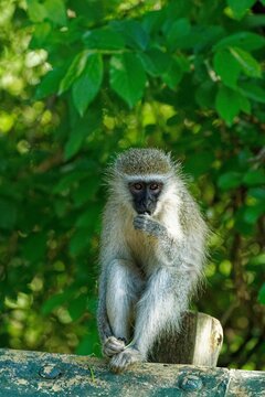 Vertical closeup of a shy Tantalus monkey, Chlorocebus tantalus sitting on a wood