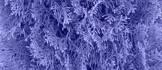 Thuja green background, coniferous trees, texture of the wood color green leaves. Copy space. Banner. Tinted image
