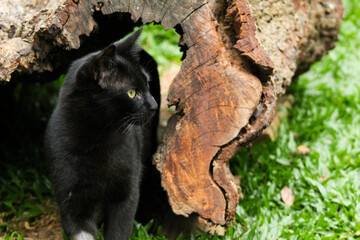 black cat on a tree