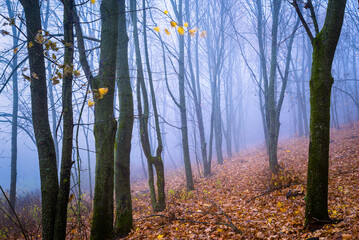 Fototapeta premium Foggy Dirt Road Beautiful Scene Misty dusk beech .Autumn landscape scenic view Atmospheric blue spooky Path orange foliage in fall Mystical fantasy Halloween woods birch Maple tree