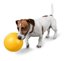 Jack Russell Playing with a Ball