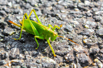 Huge big green grasshopper insect crawling on ground grass Germany.