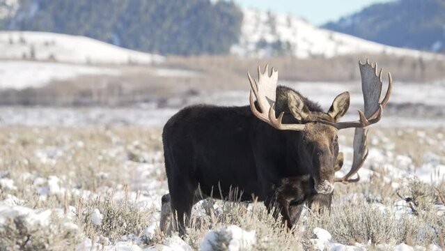 Bull Moose in snow covered field in Wyoming during winter as other moose graze the field in the Grand Teton wilderness.