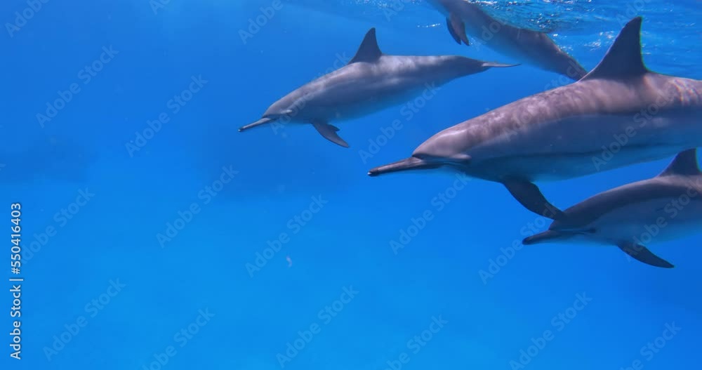 Wall mural cute spinner dolphins swimming underwater.