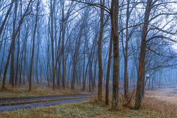 Foggy Dirt Road Beautiful Scene Misty dusk beech  .Autumn landscape scenic view Atmospheric   blue spooky Path orange foliage in fall Mystical fantasy Halloween  woods house.