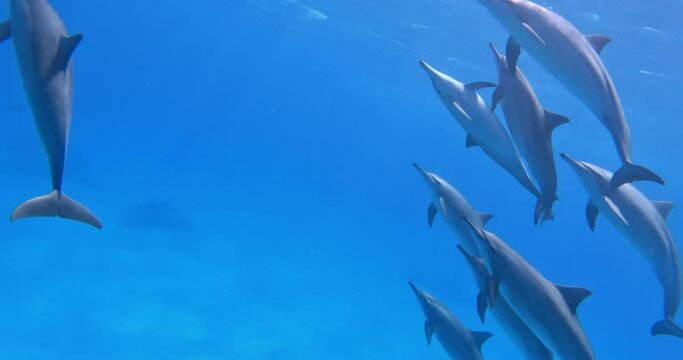 Cute spinner dolphins swimming underwater.
