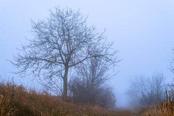 Foggy Dirt Road Beautiful Scene Misty dusk beech  .Autumn landscape scenic view Atmospheric   blue spooky Path orange foliage in fall Mystical fantasy Halloween  woods.