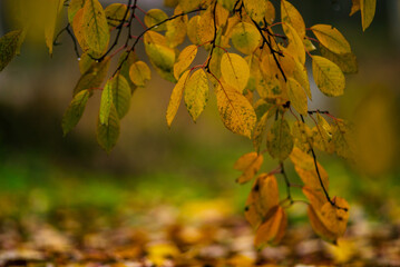 sour cherry Autumn red yellow leaves tree, branches colouring  landscape  forest background nature concept beautiful. abstract green