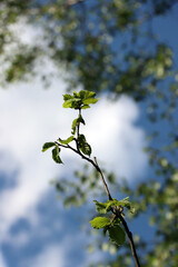 branches against sky