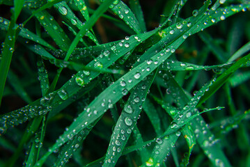 Green grass water drops of dew on young sprouts of wheat macro Fresh background  rain  morning paddy leaves top view young sprouts.
