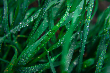 Green grass water drops of dew on young sprouts of wheat macro Fresh background  rain  morning paddy leaves top view young sprouts.
