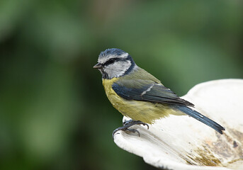 Obraz premium Mésange bleue