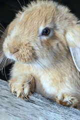 frontal view of a small yellow rabbit in a cage
