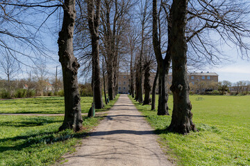Trees. Trees without leaves. Overall plan.