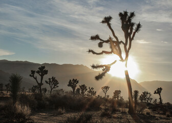 Late Afternoon at Joshua Tree National Park