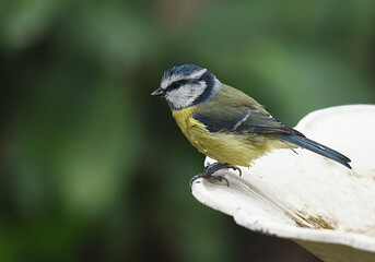 Mésange bleue